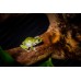 Rana gigante arborícola - Litoria caerulea ojos azules (Juveniles)